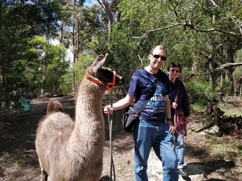 Llama Walks Tasmania - Accommodation NT 1
