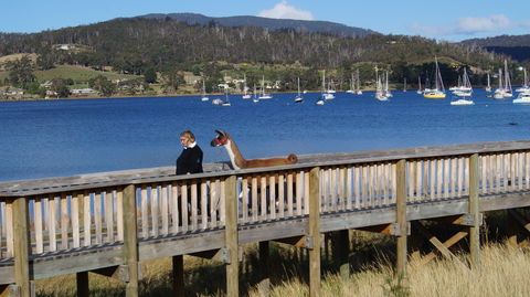 Llama Walks Tasmania - Accommodation NT 2