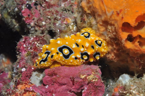 Magic Mountain Dive Site - Accommodation NT 0