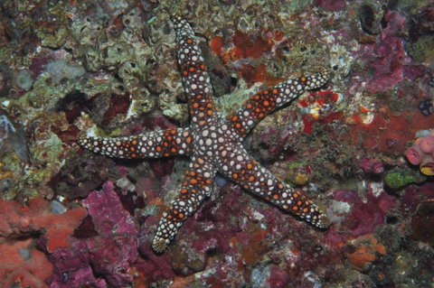 Magic Mountain Dive Site - Accommodation NT 1