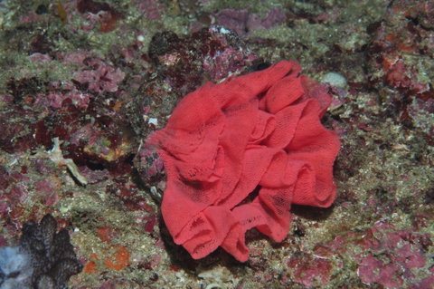 Magic Mountain Dive Site - Accommodation NT 2