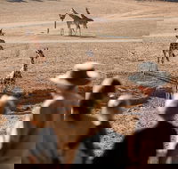 Monarto Safari Park - Accommodation NT