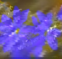 Mount Madden Scenic Drive - Accommodation NT