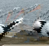 Pelican Feeding - Accommodation NT