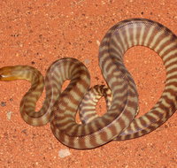 Red Desert Reptiles - Accommodation NT