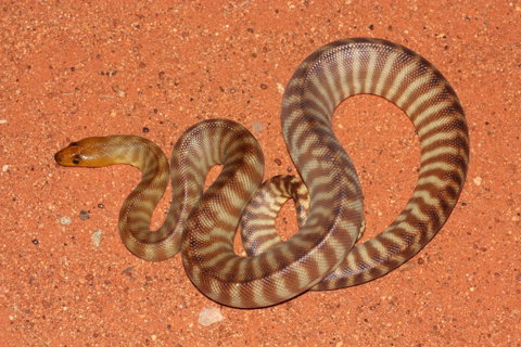 Red Desert Reptiles - Accommodation NT 0
