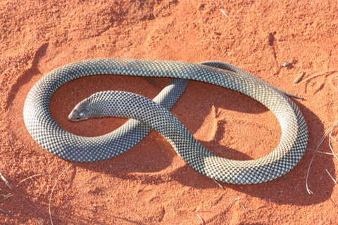Red Desert Reptiles - Accommodation NT 1