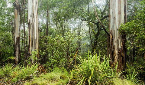 River Walking Track - Accommodation NT 0