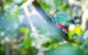 Satinbird Stroll - thumb 0