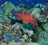 Steve's Bommie Dive Site - Accommodation NT