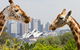 Taronga Zoo Combo Pass - thumb 0