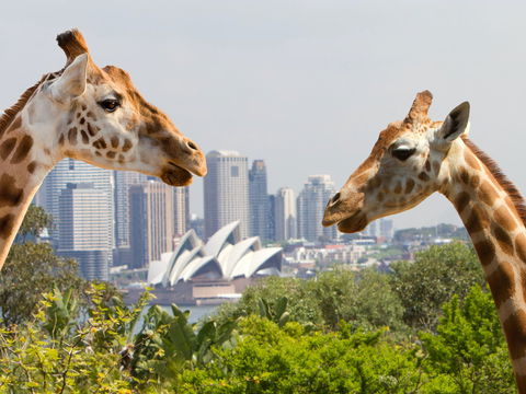 Taronga Zoo Combo Pass - Accommodation NT 0