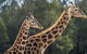Taronga Zoo Combo Pass - thumb 1