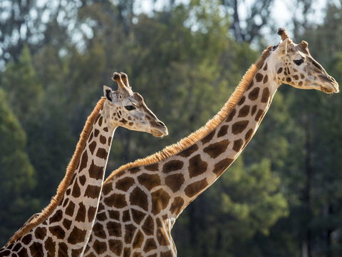 Taronga Zoo Combo Pass - Accommodation NT 1