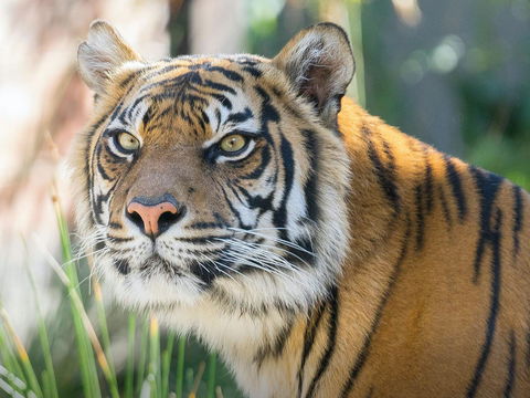 Taronga Zoo Combo Pass - Accommodation NT 2