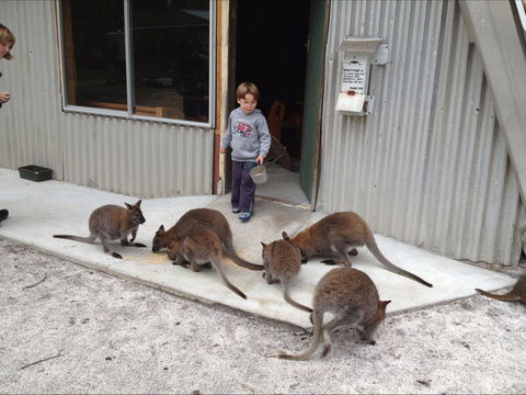 The Patriarch Wildlife Sanctuary - Accommodation NT 0