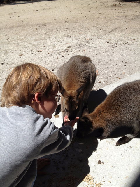 The Patriarch Wildlife Sanctuary - Accommodation NT 1
