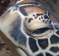 Turtle Bommie - Accommodation NT