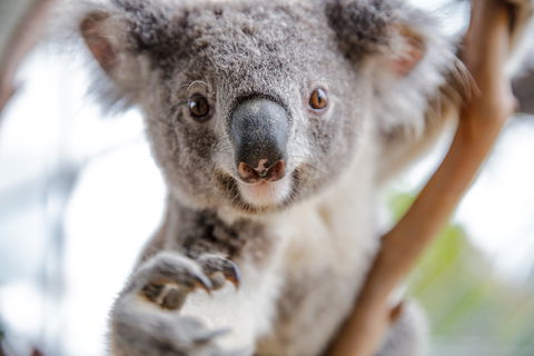 Wild Life Sydney Zoo - Accommodation NT 0