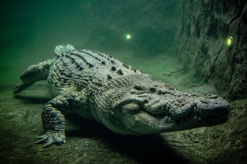 Wild Life Sydney Zoo - Accommodation NT 1