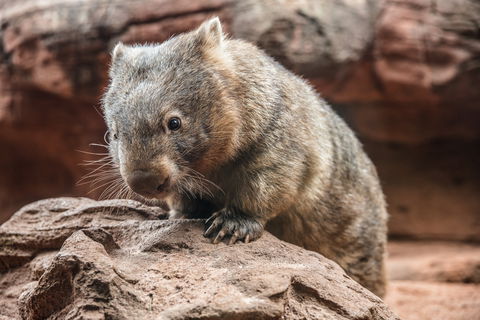 Wild Life Sydney Zoo - Accommodation NT 2