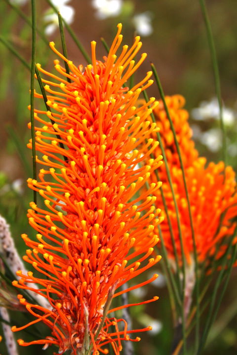 Wongan Hills Wildflowers - Accommodation NT 0