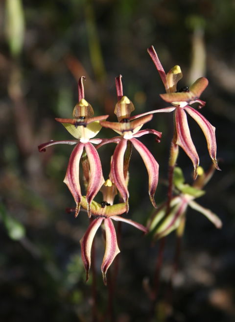 Wongan Hills Wildflowers - Accommodation NT 1