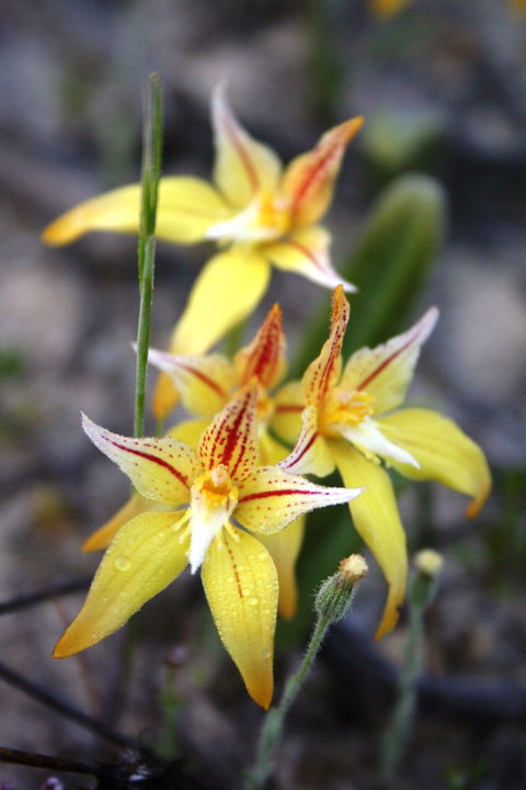 Wongan Hills Wildflowers - Accommodation NT 2