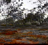 Woylie Walk Dryandra Woodland - Accommodation NT