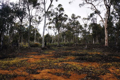 Woylie Walk, Dryandra Woodland - Accommodation NT 0