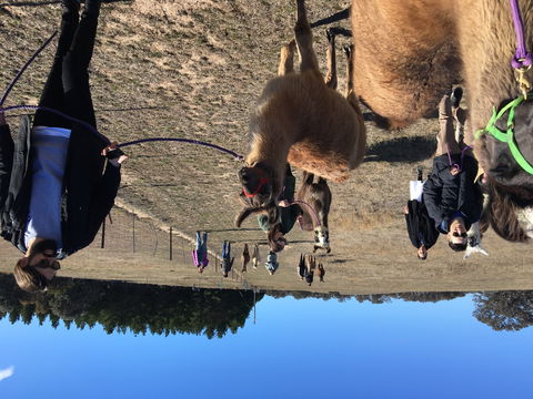 Alpaca Magic Stud - Accommodation NT 1