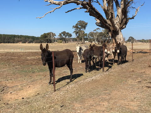 Alpaca Magic Stud - Accommodation NT 2