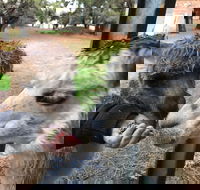 Alpaca Farm Experience at Crookwell - Accommodation NT