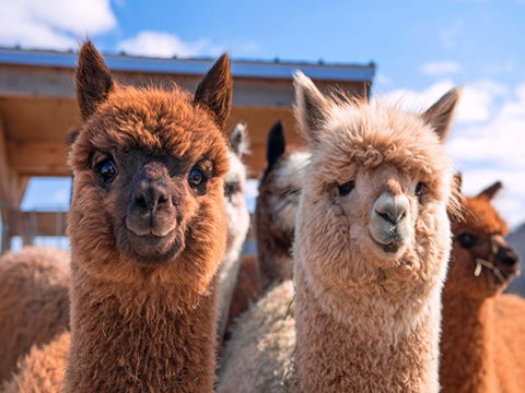 Animal Farm Visit - Accommodation NT 0