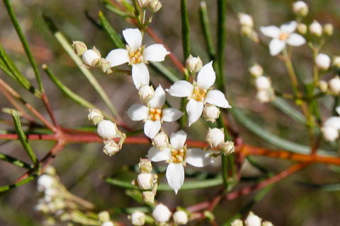 Banksia Track, Burrum Coast National Park - Accommodation NT 2