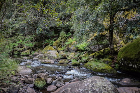 Barrington Tops State Forest - Accommodation NT 1