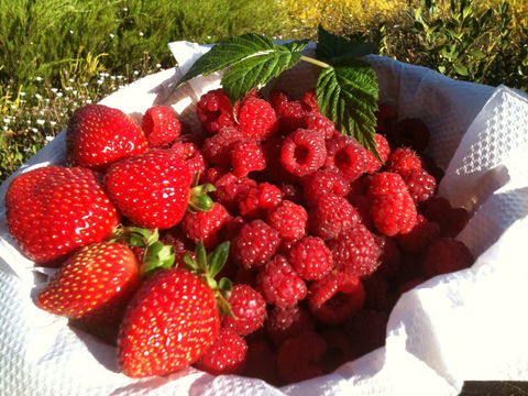 Blue Hills Berries And Cherries - Accommodation NT 1
