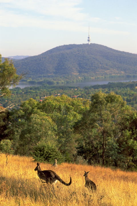 Canberra Centenary Trail - Accommodation NT 1