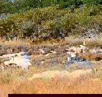 Cape Keraudren Nature Reserve - Accommodation NT