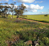 Coorow Wildflower Drive - Accommodation NT