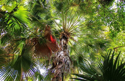 Depot Beach Rainforest Walk - Accommodation NT 0