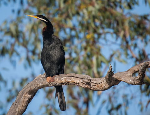 Greenough River Nature Trail - Accommodation NT 0