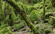Lyrebird Walking Track - thumb 0