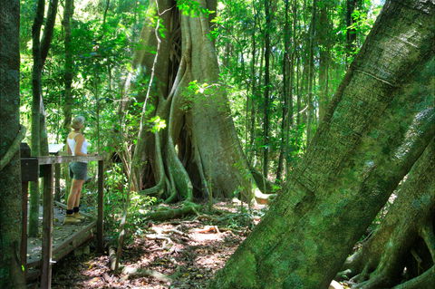 Mary Cairncross Scenic Reserve - Accommodation NT 0