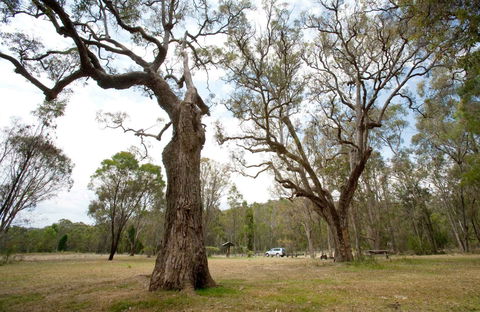 Moolarben Picnic Area - Accommodation NT 0