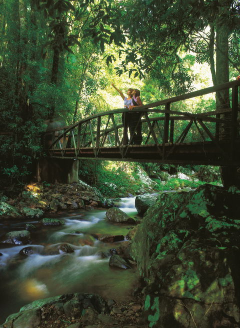 Natural Bridge Circuit, Springbrook National Park - Accommodation NT 1