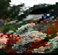 Newtown Park State Rose Garden - Accommodation NT