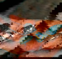 Opalton - Accommodation NT