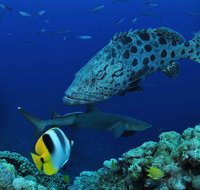 Osprey Reef - Accommodation NT