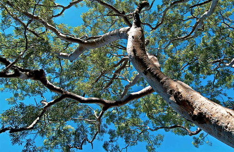 Ridge Walking Track - Accommodation NT 0